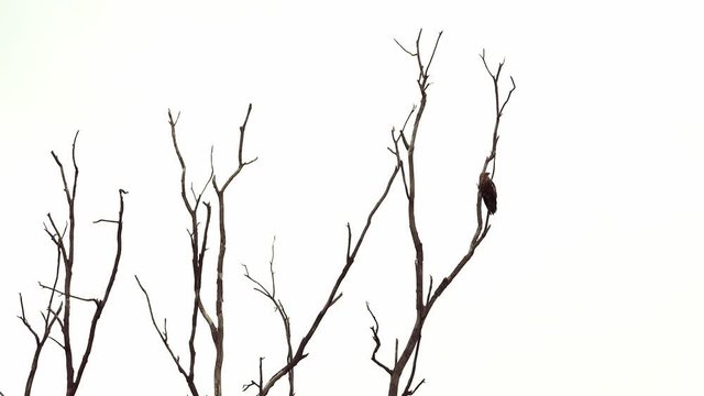 Eagle sitting top of dry tree silhouette white background