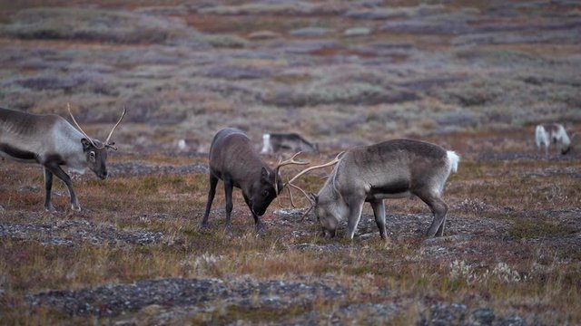 Reindeers battling in Lapland, Northern Sweden.