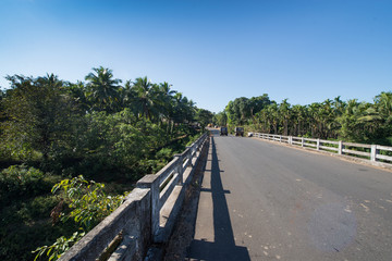 bridge in the forest