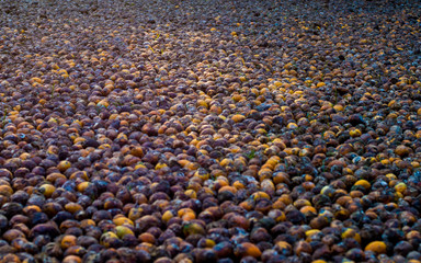 drying bettlenut in the open ground