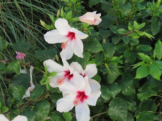 Hibiskusblüte © fibonaccci