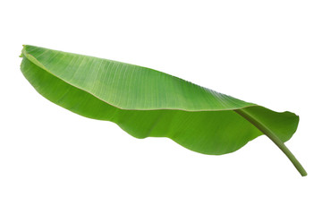 Fototapeta premium Banana leaf isolated on white background