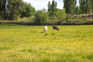 cows and horses graze in a meadow in green grass. agriculture, summer day in the pasture. rural landscape