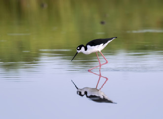 Black-necked stilt (Himantopus mexicanus) wading at marsch land of East End of Galveston, Texas, USA.