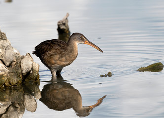 Virginia Rail (Rallus limicola) walking on the wild beach, Galveston, Texas, USA