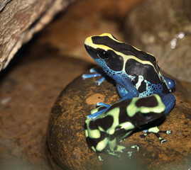 Dendrobates tinctorius, Dyeing Poison-arrow Frog on the rock with hhe green-and-black poison dart frog (Dendrobates auratus).