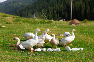 White geese in the grass in the meadow. Poultry grazing in the mountains on nature.