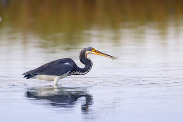 The tricolored heron (Egretta tricolor) fishing in the Galveston Bay, Galveston, Texas, USA