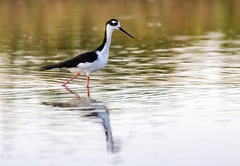 Black-necked stilt (Himantopus mexicanus) wading at marsch land of East End of Galveston, Texas, USA.