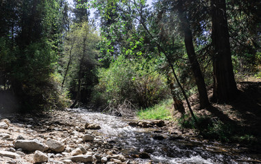 Fototapeta premium river in the forest at noon