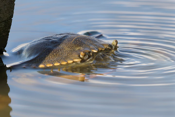 Blue crab hiding in the water at the Galveston, Texas