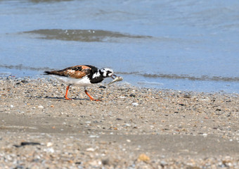 The ruddy turnstone (Arenaria interpres) with fish