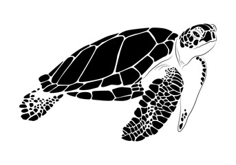 graphic sea turtle,vector illustration of sea turtle