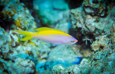 Fototapeta na wymiar Yellowback Anthias Fish. It is a salt water tropical fish, found in Similan Island, Thailand.