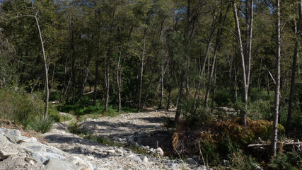 Fototapeta na wymiar rocky path in the forest