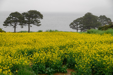 raining day Rape flower field in the morning