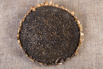 Top view of dry head of ripe sunflower on sackcloth