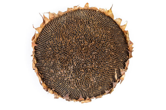Top view of the dry head of ripe sunflower