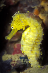 Yellow Seahorse, having a head and neck suggestive of a horse, an upright posture and a curled tail.