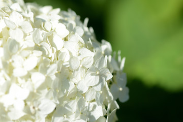 White hydrangea flowers in a summer garden close-up