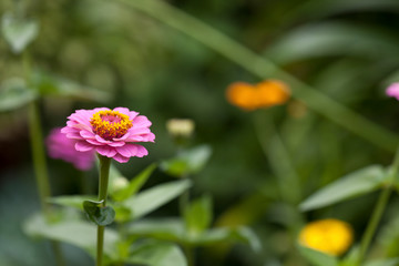 Colorful Autumn Flowers Across Green