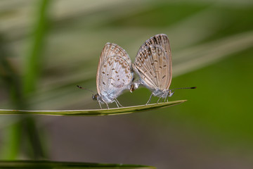 A mating pair of small butterfly, perching on the tip of a green plant, closeup. Indonesia