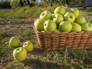 Green apples in full harvest in a basket in the countryside