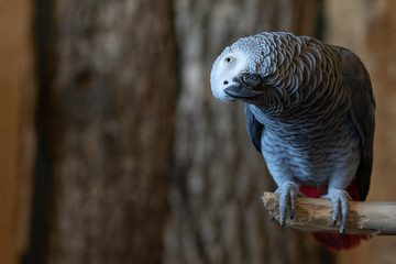 Fototapeta premium African Grey Congo Parrot Bird Resting on Perch Full Body Looking Left