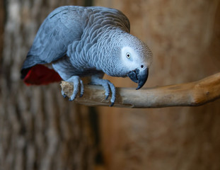 Obraz premium African Grey Congo Parrot Bird Resting on Perch Full Body Looking Down