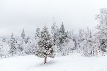 Obraz na płótnie Canvas Winter landscape. Taganay national Park, Chelyabinsk region, South Ural, Russia