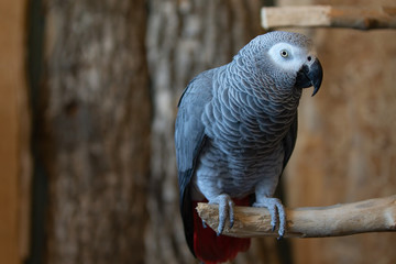 Obraz premium African Grey Congo Parrot Bird Resting on Perch Full Body Looking Right