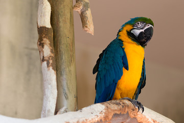 Blue Yellow Gold Macaw Parrot Bird on Tree Branch Looking Right