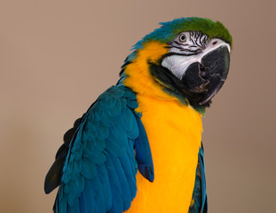 Blue Yellow Gold Macaw Parrot Bird Close Up Face