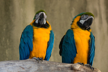 Fototapeta na wymiar Two Blue Yellow Gold Macaw Parrot Bird on Tree Branch