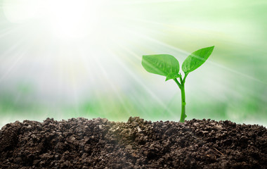 Small green trees growing in the sun