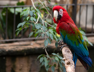Red-and-green Macaw Parrot Bird on Tree Branch Looking Left