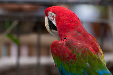 Red-and-green Macaw Parrot Bird Looking Left Close Up