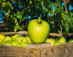 Green apples in full harvest in a basket in the countryside
