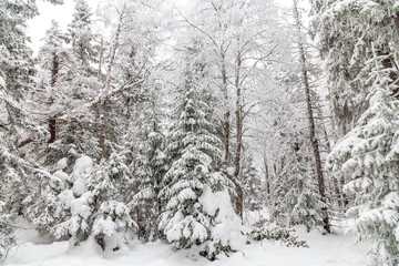 Fototapeta na wymiar Winter landscape. Taganay national Park, Chelyabinsk region, South Ural, Russia