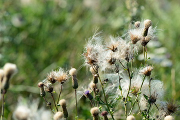 Ripe thistle in a summer meadow lit by the evening sun. Natural background