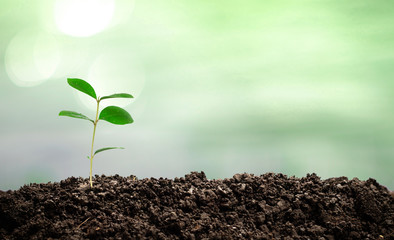 Small green trees growing in the sun