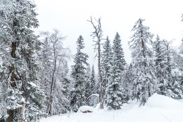 Naklejka premium Winter landscape. Taganay national Park, Chelyabinsk region, South Ural, Russia
