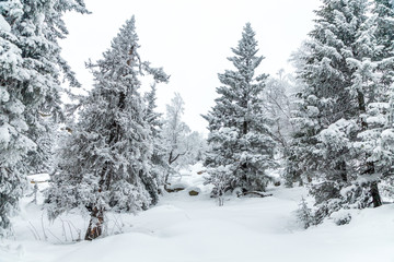 Fototapeta premium Winter landscape. Taganay national Park, Chelyabinsk region, South Ural, Russia