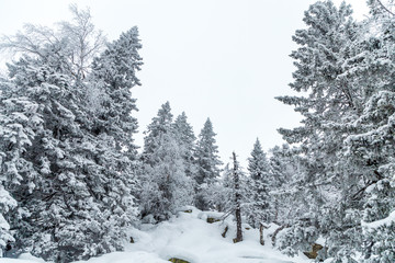 Winter landscape. Taganay national Park, Chelyabinsk region, South Ural, Russia