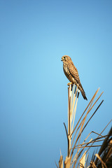 Kestrel (Falco tinnunculus) perched on th top of a tree looking for mice or voles to hunt