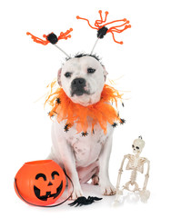 staffordshire bull terrier