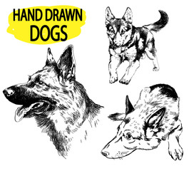 German Shepherd. A set of images. Drawing by hand in vintage style. An adult dog, puppy. Dog breeds.