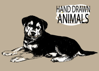 Cute German Shepherd puppy is lying on his stomach. Drawing by hand with a pencil. Dog.