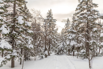 Winter landscape. Taganay national Park, Chelyabinsk region, South Ural, Russia