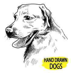 Labrador. A set of images. Drawing by hand in vintage style. An adult dog, puppy. Dog breeds.